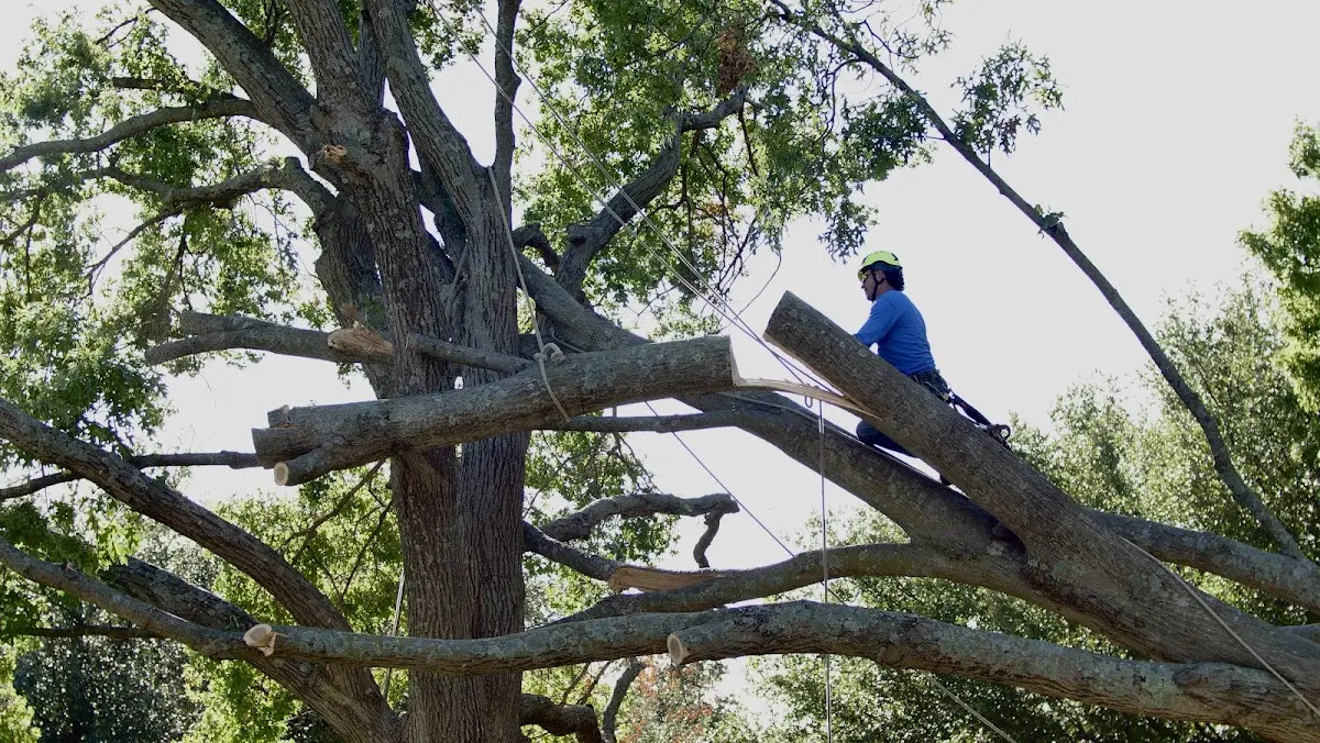 Professional Hazardous Tree Removal performed by certified arborists in Braham